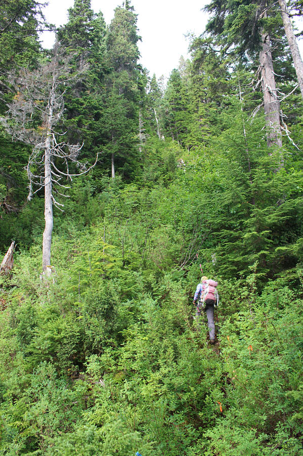 In combination with pesky flies and mosquitoes, this was a most unpleasant section to ascend!