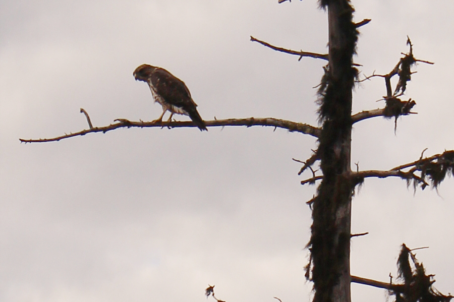 It's probably thinking, "Can I eat them?"