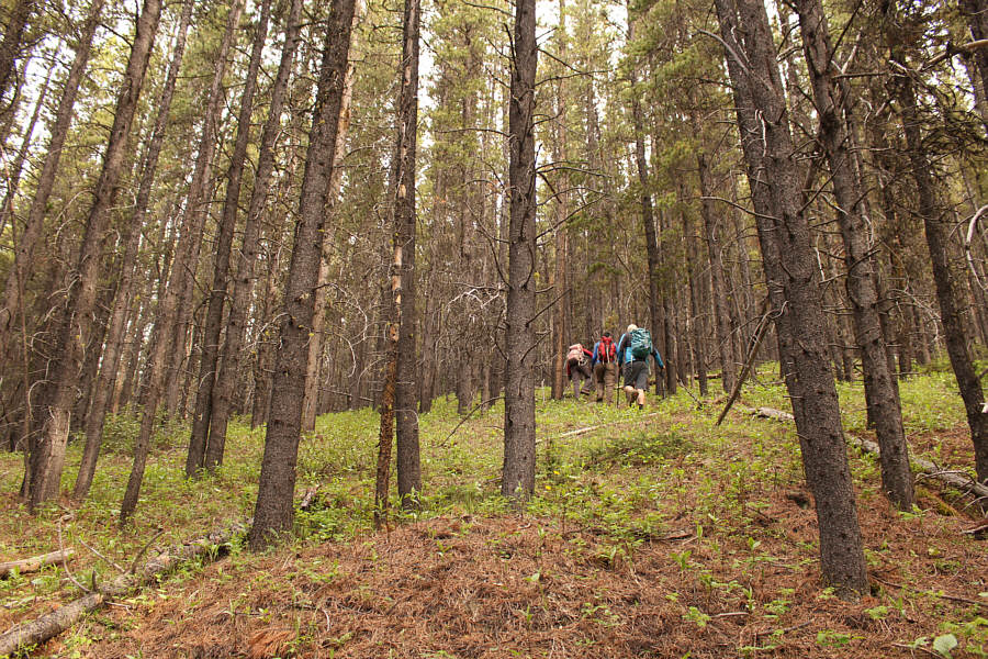 There is some toothpick deadfall but not much.