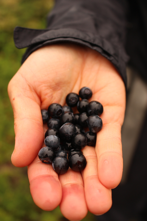 I already had breakfast at McDonald's!