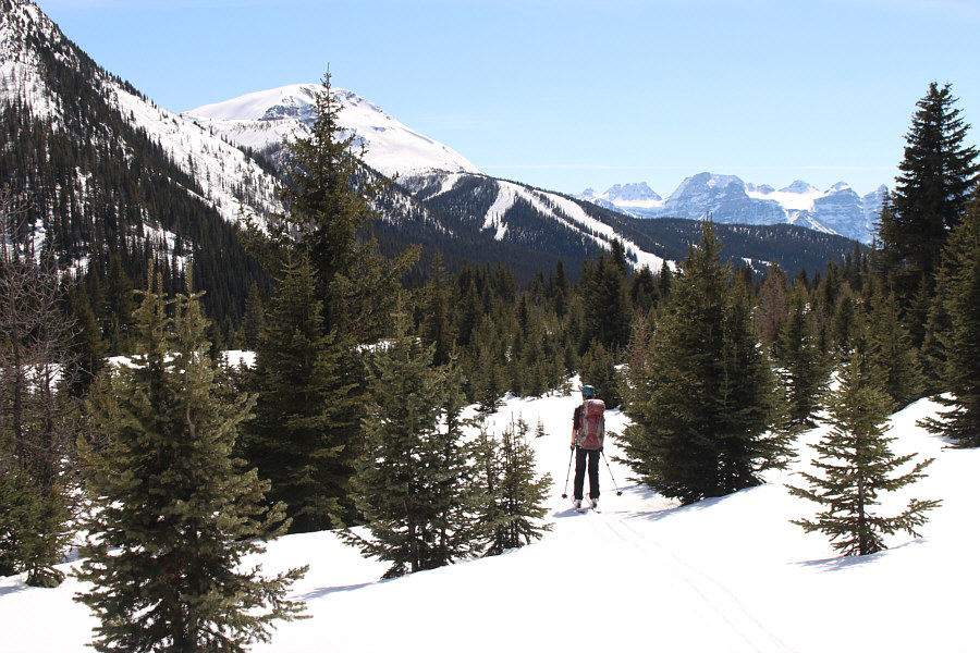 Lotsa survival skiing in the trees here!