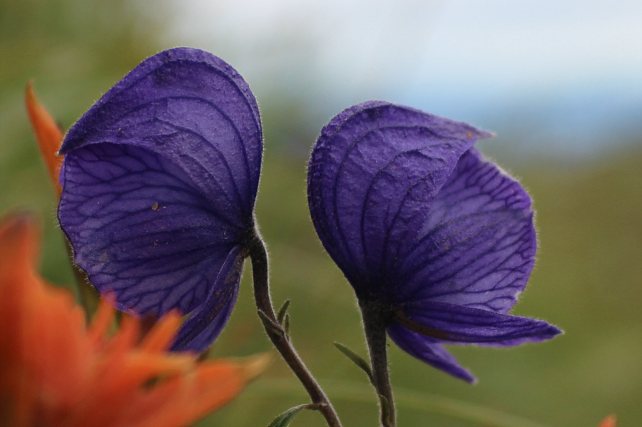 Guess why it's called monkshood...