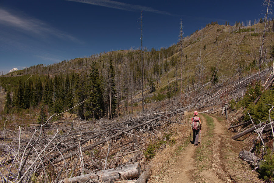 These fallen trees have permanently scarred my psyche!
