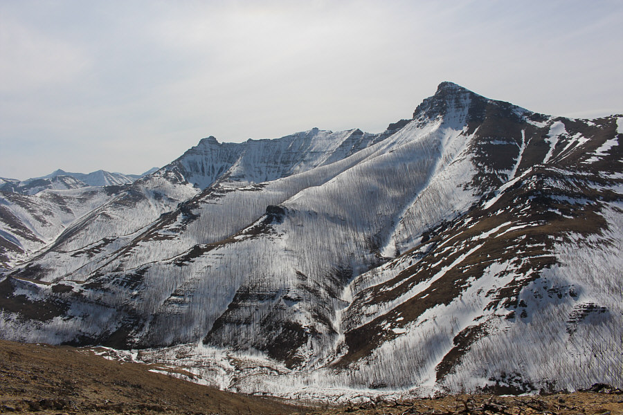 Looks at all them toothpicks sticking out of the snow!