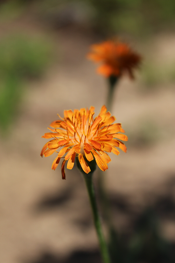Apparently, this flower is edible and can be added to salads!