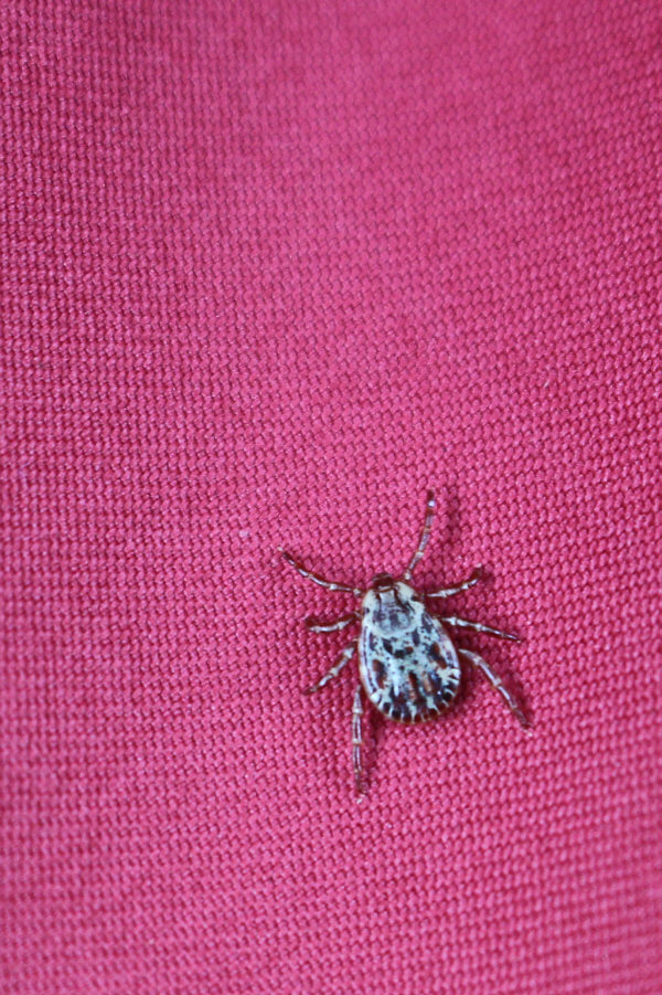 A most beautiful specimen!