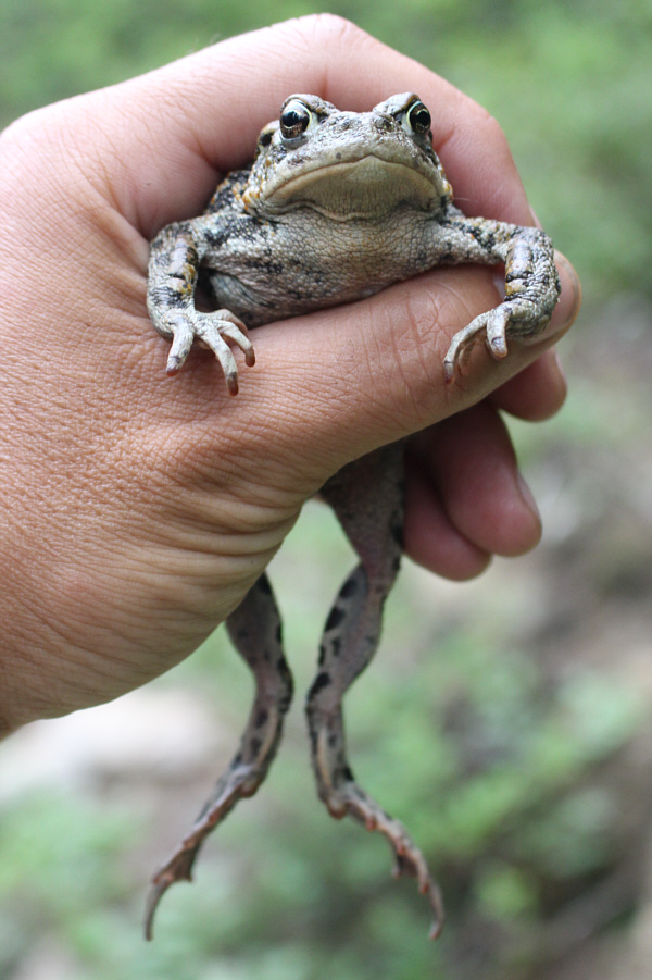 Ribbit.