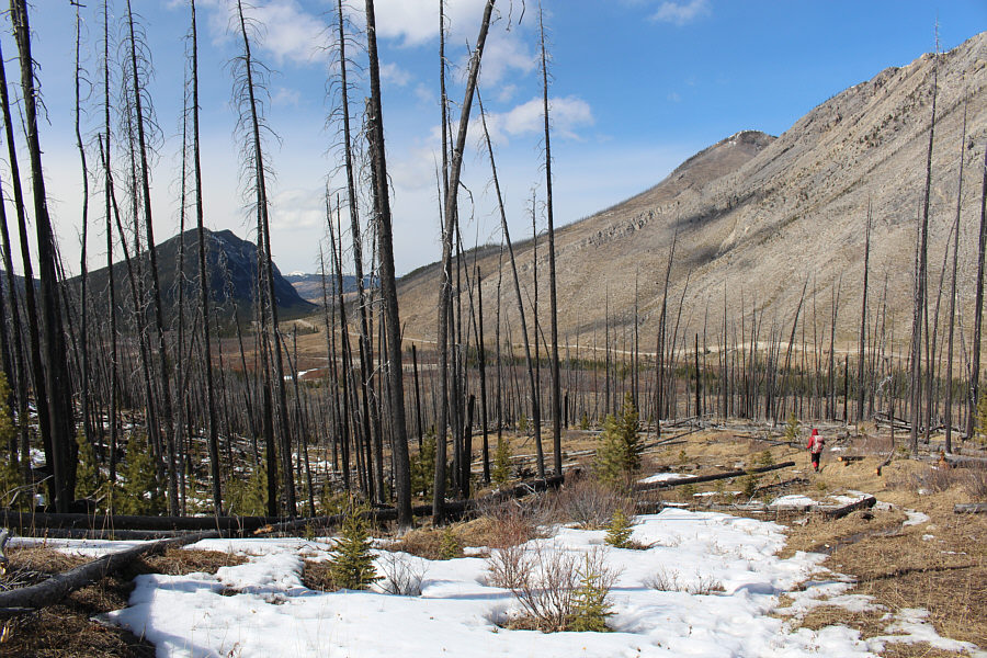 The trees here are creaky when the wind blows!