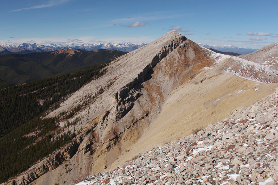 The goats are still there!