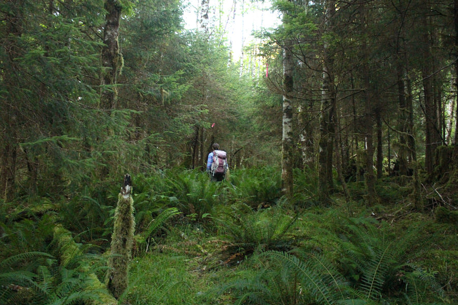 Hopefully, Wil Tabak never comes here to remove all the flagging tape!