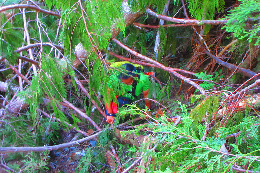 Yikes! Where's a chainsaw when you need one?