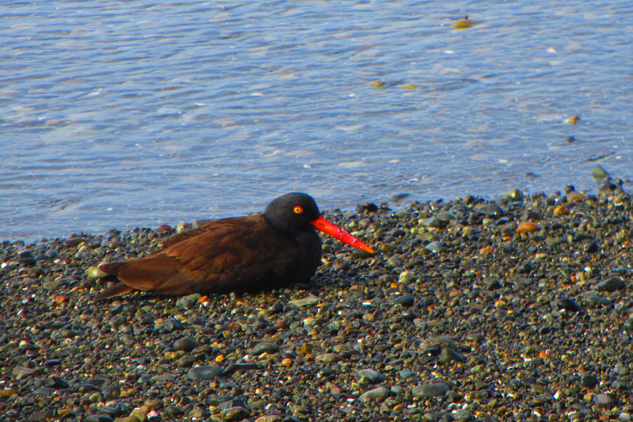 We called it "carrot-beak bird"!