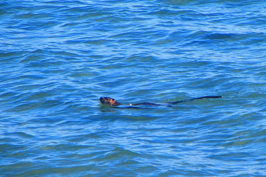 At least it didn't growl at me!