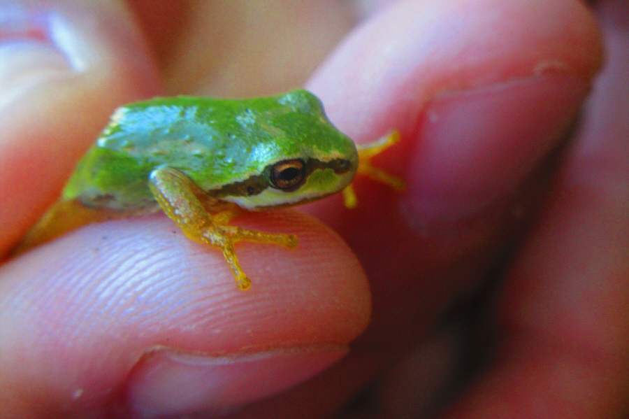 Someday we'll find it, the Rainbow Connection, the lovers, the dreamers and me. 