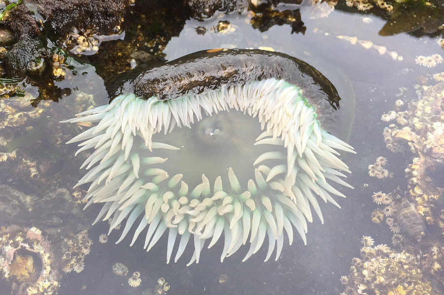 I wonder what would happen if I stick my finger in its mouth...or is that an anus?