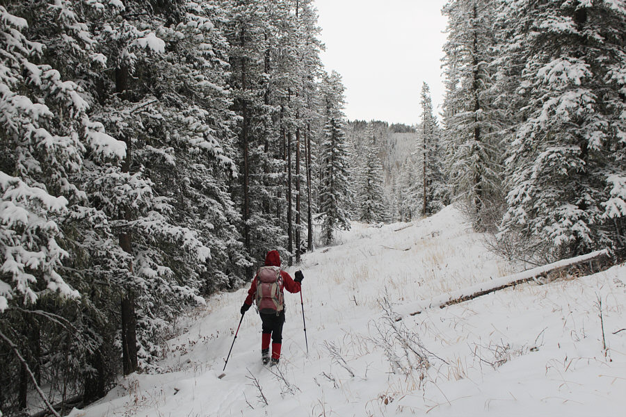 Something to look forward to or wishful thinking?