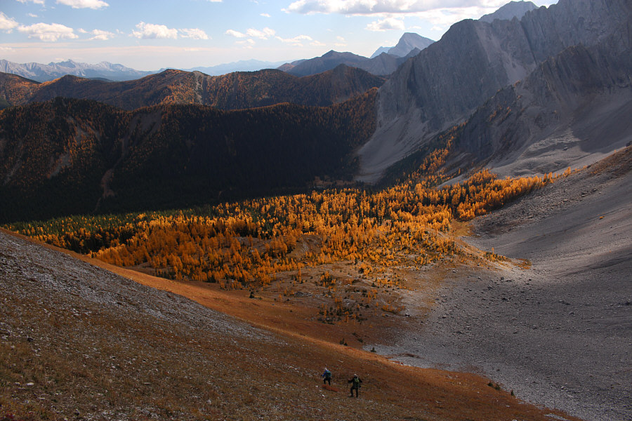 Look at all them larches!