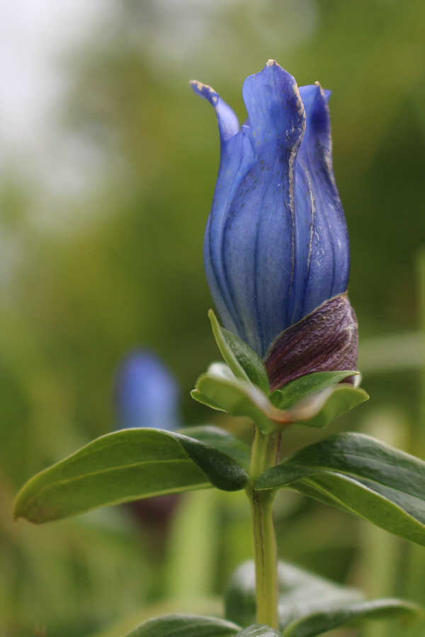 Reminds me of a similar version I saw near Bow Peak in Banff National Park.