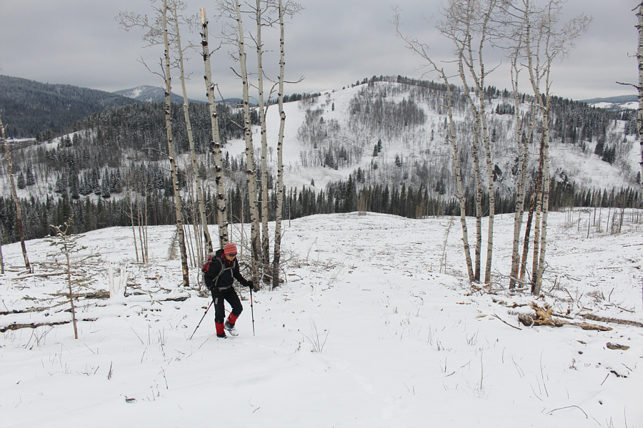 It's so odd that the clear-cutters always leave a few trees standing!
