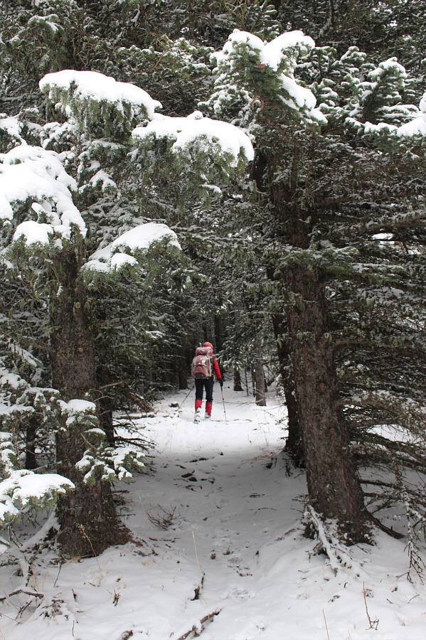 And quite pleasant too...except for the logged areas!