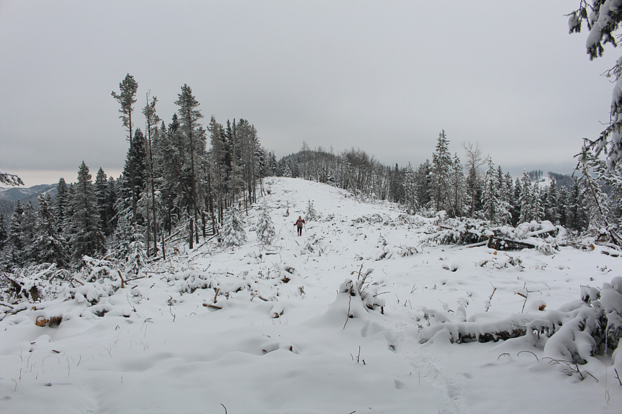 The snow covers up a lot of logging debris.