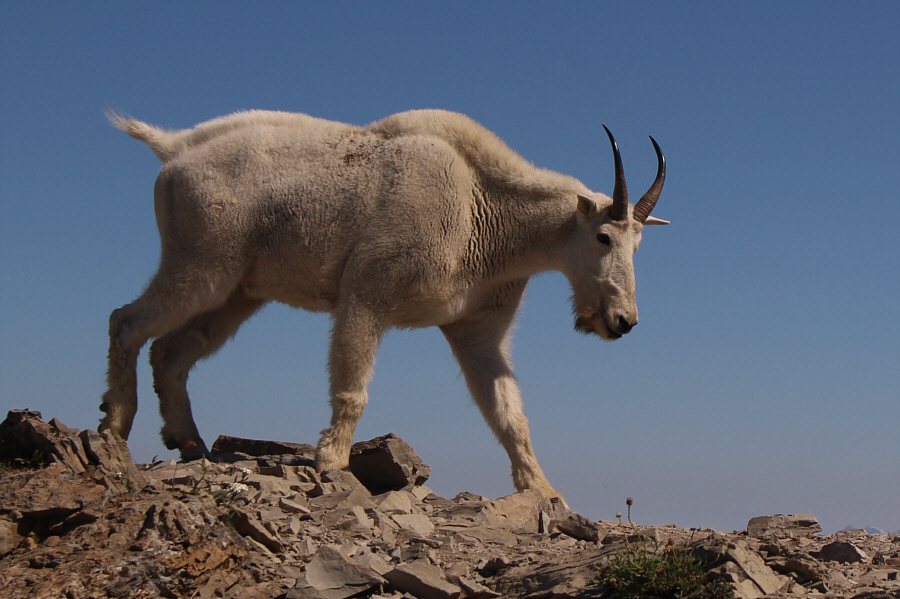 Sniffing for human urine, no doubt!