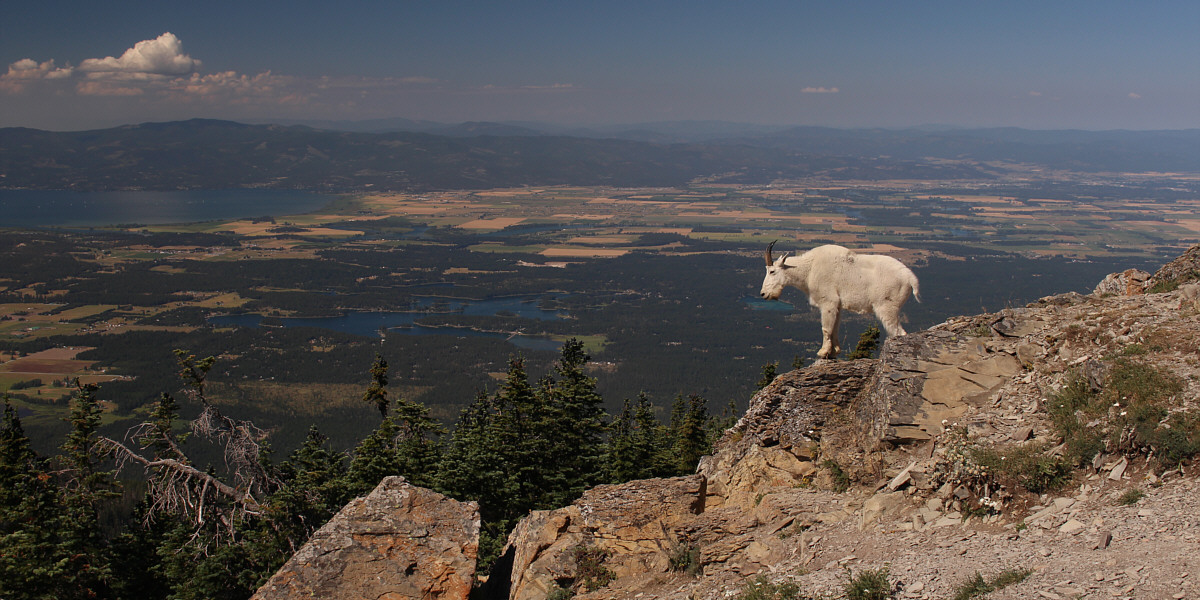 Even goats like Instagram!