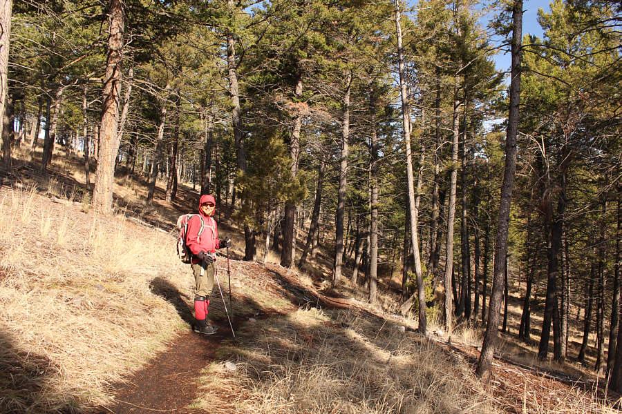 I love these kinds of forests!