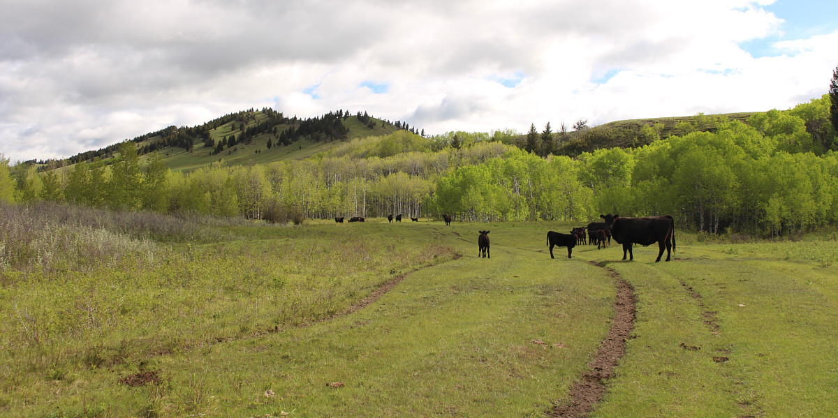 Watch your step around here!