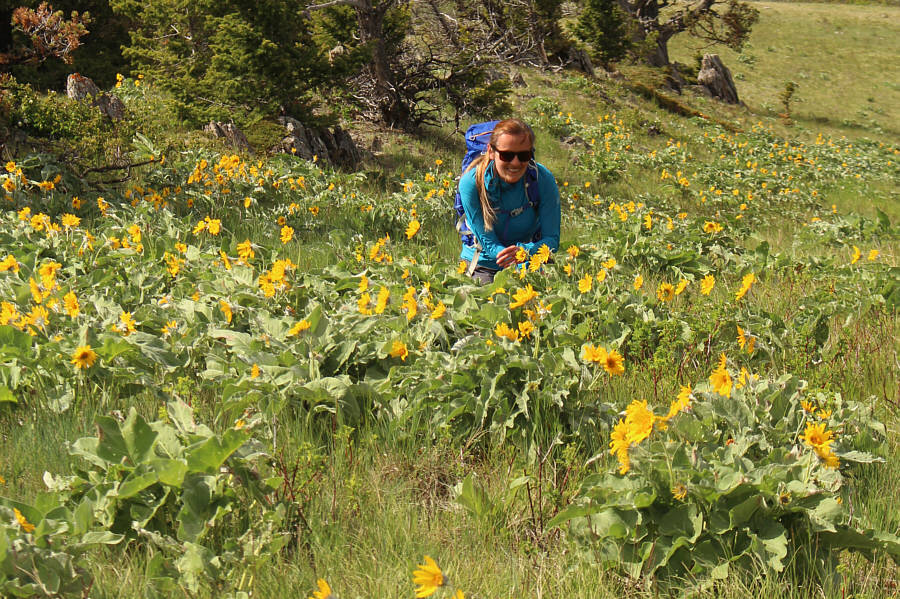 Stop and smell the...balsamroots!