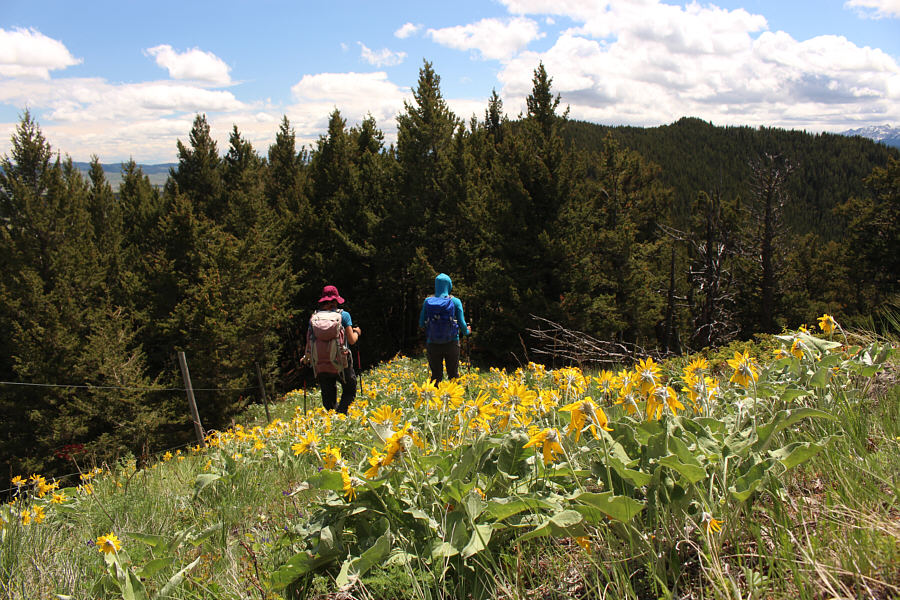 I was gonna say "forested nipple"...