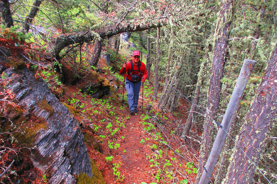 It's like walking through the Enchanted Forest!