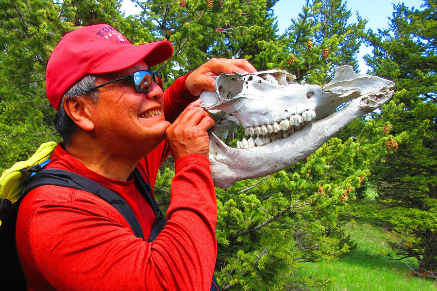 Sadly, this dead cattle's teeth are in better shape than mine...