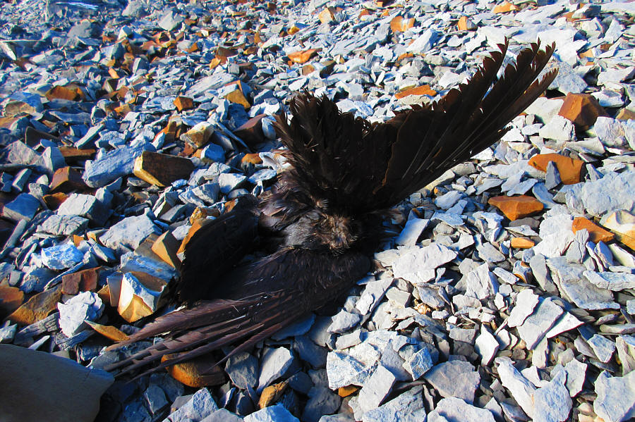 It must have been bored to death with flying over the same monotonous rubble day after day!