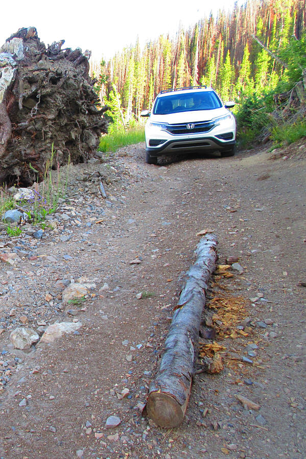 Zosia managed to roll this log aside!