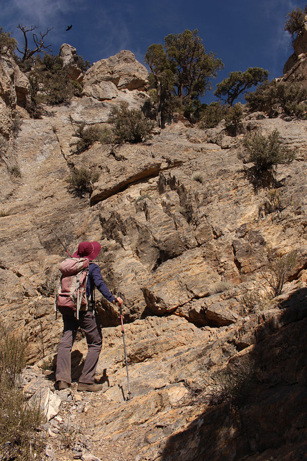 Hey, do you see the bird flying overhead?