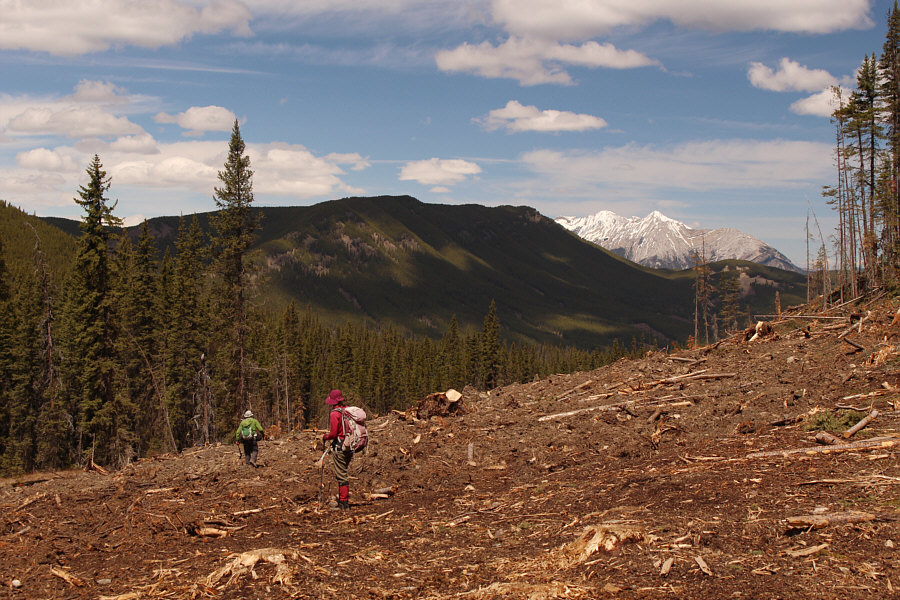 Don't worry; there's a road just up ahead!