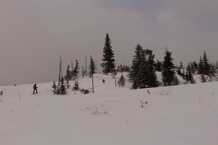 The true summit is somewhere to the right of the tallest tree...I think!