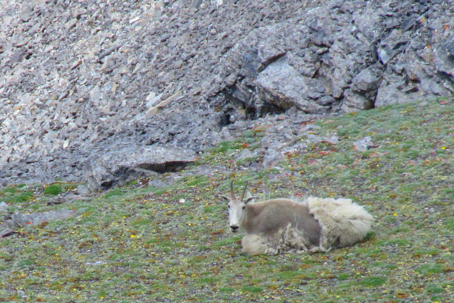 Goat: Why the f**k aren't you climbing The Fortress like everyone else??
