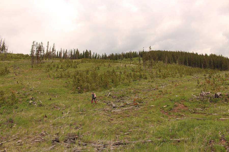 We spotted several deer here.