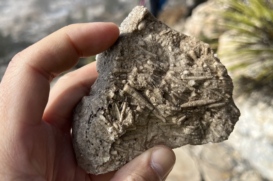 Looks like some kind of tubular animal or plant.