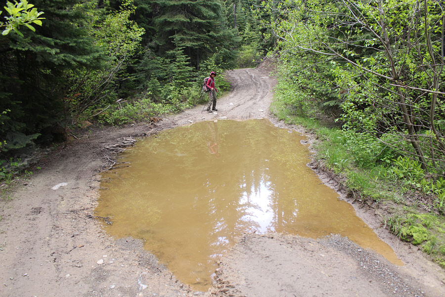 I likely could've driven all the way to the lookout, but we're here to hike, right?