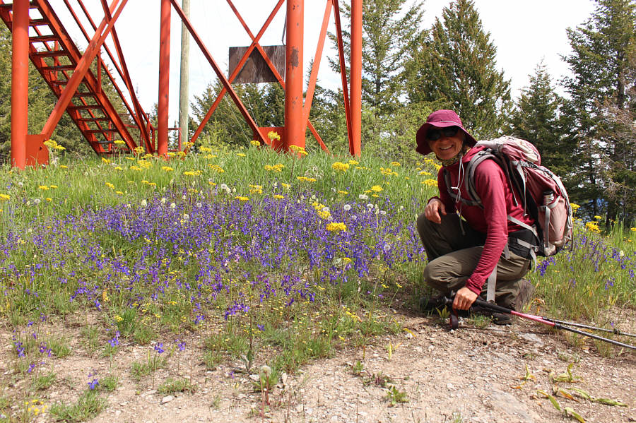 Larkspur and some yellow flower.