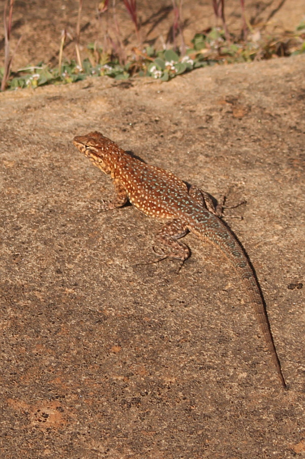 I think it's a lounge lizard!