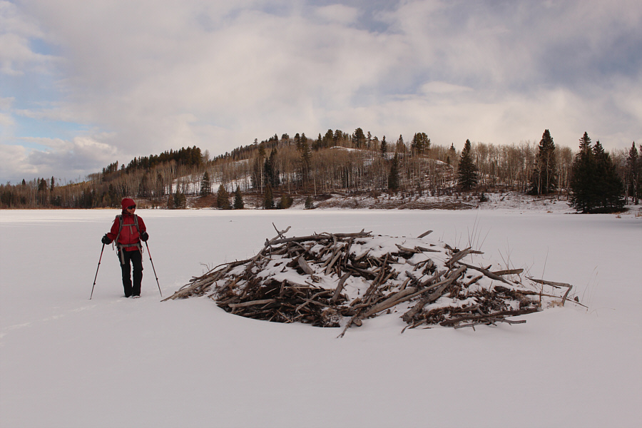 Hello, beavers! Wakey, wakey!
