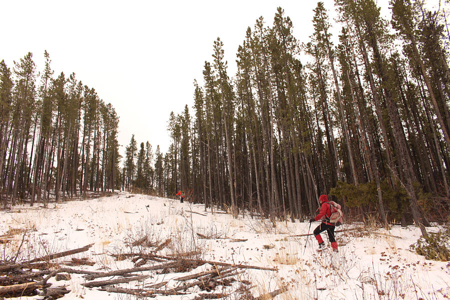 Looks like a potential ski run...