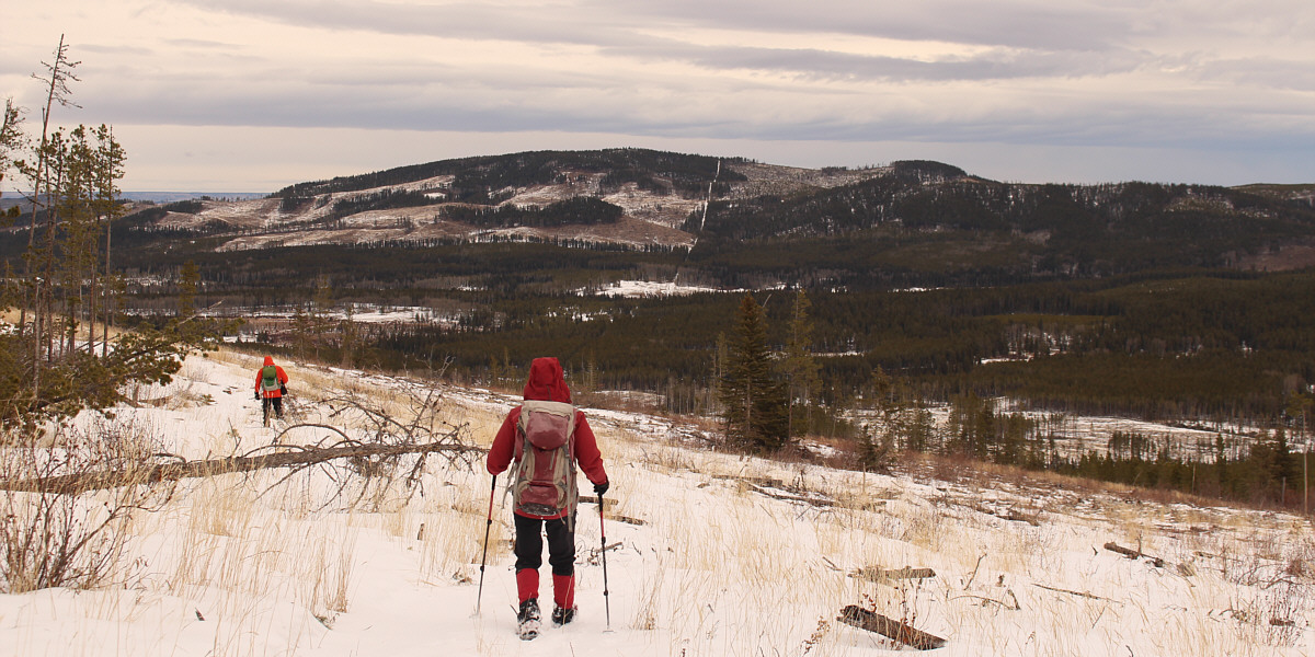Looks like a lot of McLean Hill has been logged in recent years...