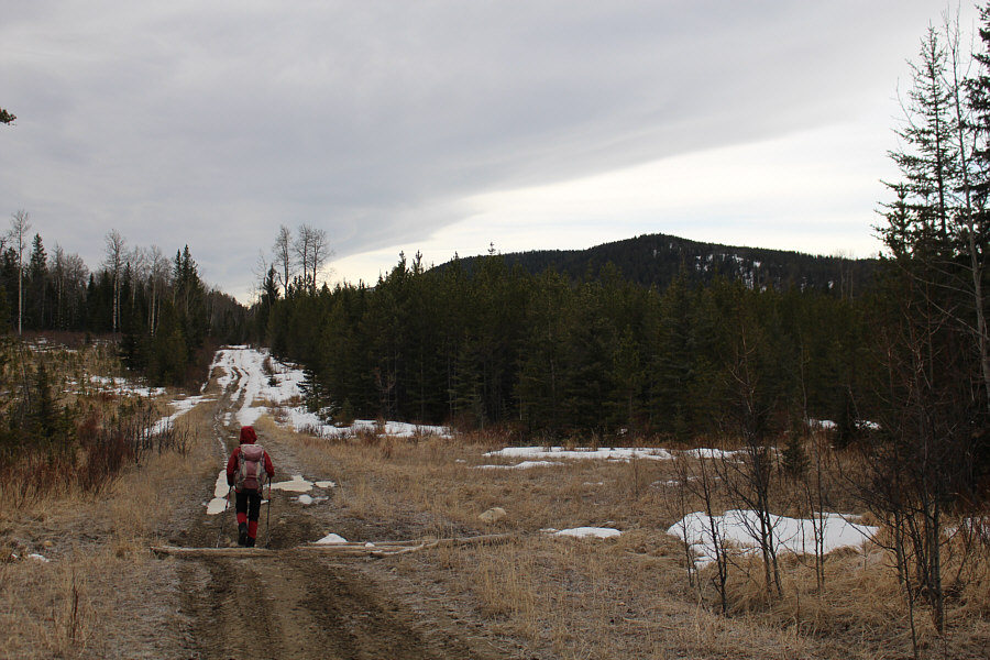 We saw a vole darting about here. Beware...