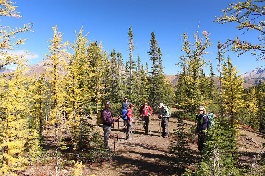 Did I mention that there are larches here?