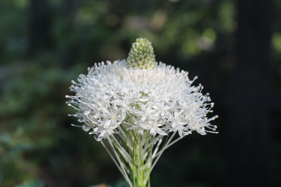 But not as plentiful as you would think...